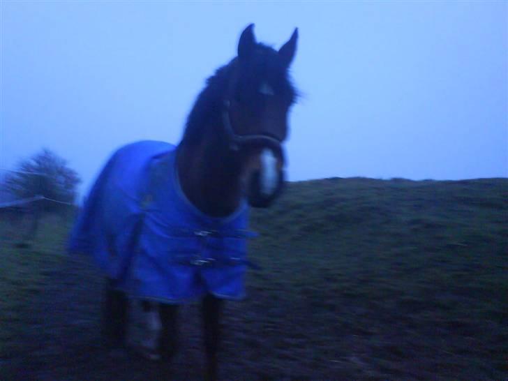 Anden særlig race Joachim  - solgt :(- - joakim på fold<3 billede 6