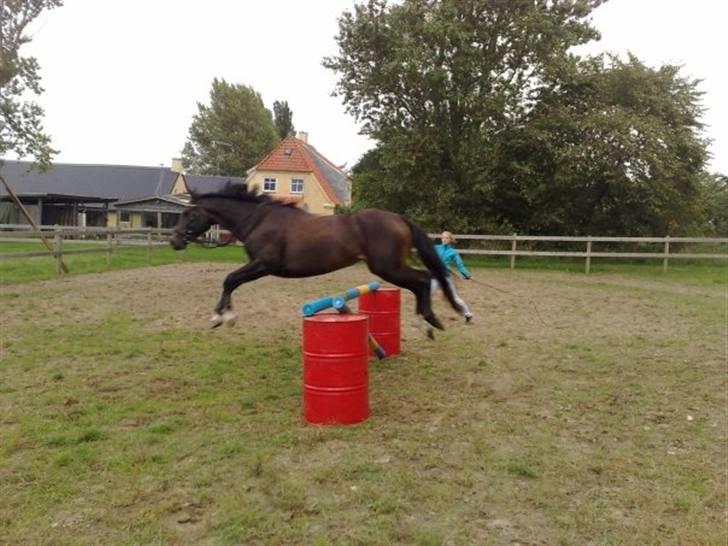 Fuldblod (XX) Magic  - sommer 08. Foto: Chr. Berg billede 6
