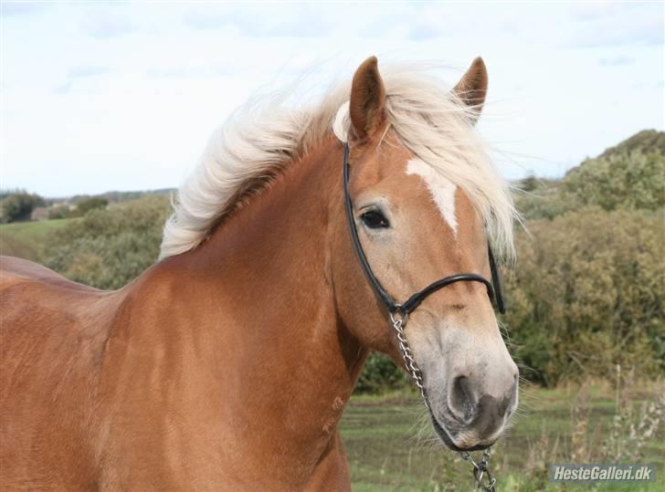 Haflinger kogle solgt billede 13