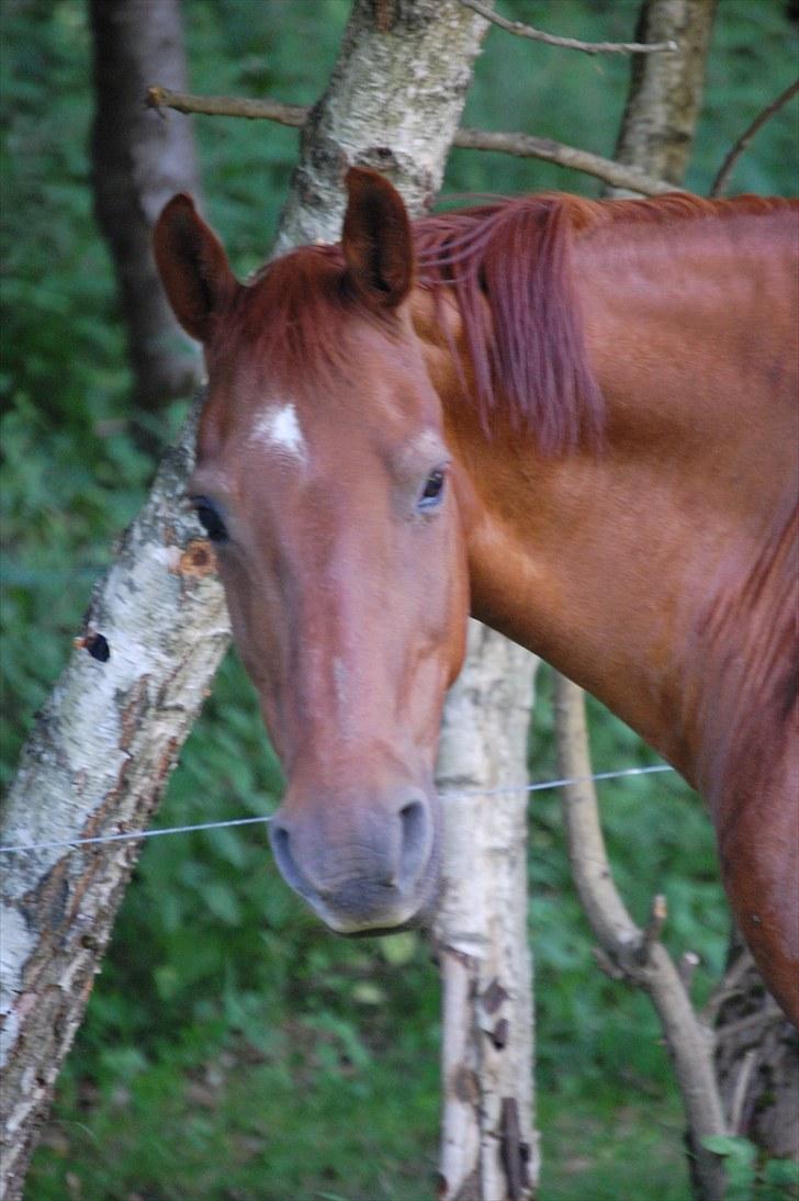 Frederiksborg Zarif Viemosegaard*X-part* - Nu må i altså godt komme med noget godt til mig. :D billede 2