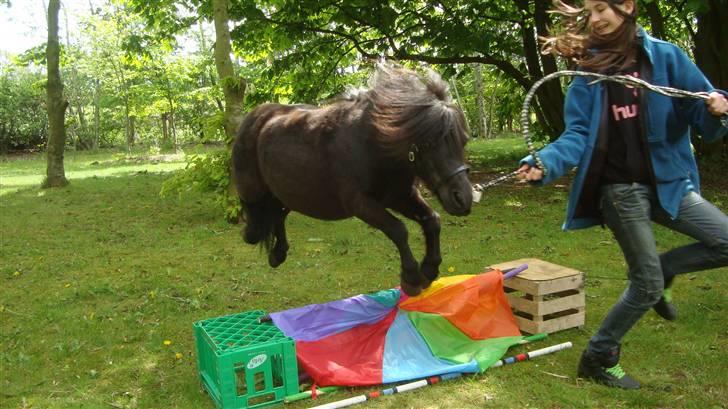 Shetlænder Emil - Hop lille Mil<3 billede 15