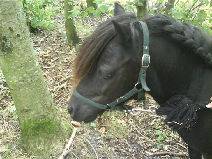Shetlænder Emil - Igen<3 billede 16