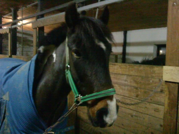 Anden særlig race Hesteklewa Jupitor (Solgt) - Min bjørn ( Der er vist lidt islænder i ham);) billede 1