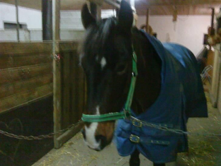 Anden særlig race Hesteklewa Jupitor (Solgt) - <3 billede 2