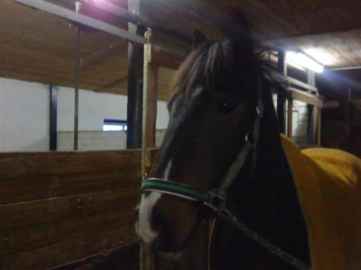 Anden særlig race Hesteklewa Jupitor (Solgt) - Den smukke Pony.. billede 3