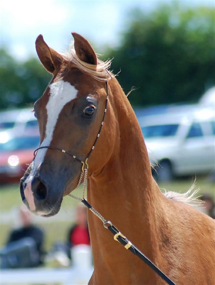 Arabisk fuldblod (OX) Kabir el Azraff  - Kabir Nat Show 09 Foto: Mai-Britt Kida Arabians. billede 1