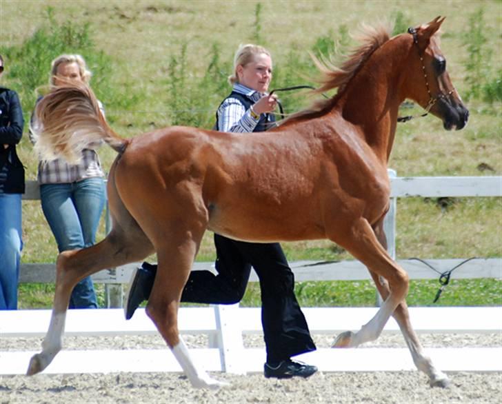 Arabisk fuldblod (OX) Kabir el Azraff  - Han kan flyve den knægt Nat Show 09 Foto: Mai-Britt Kida Arabians billede 2