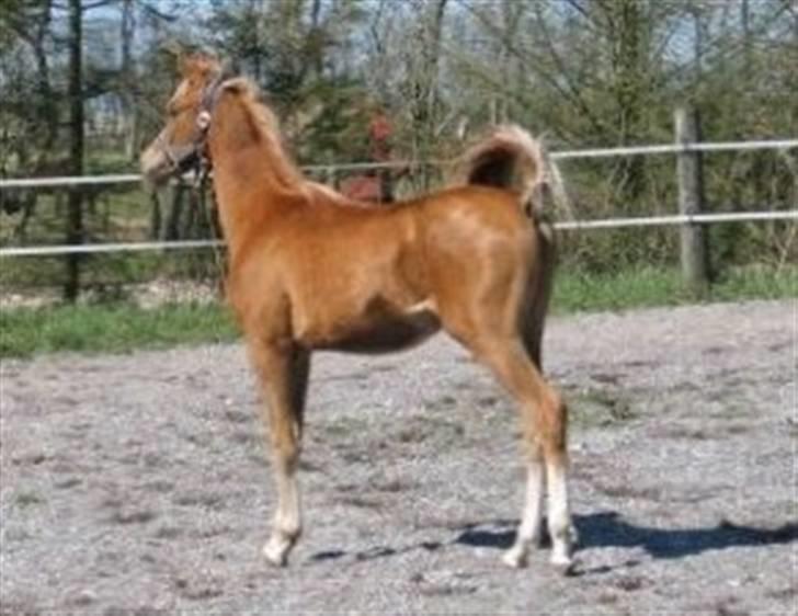 Arabisk fuldblod (OX) Kabir el Azraff  - Kabir el Azraff.. Foto: Zahrah Arabians billede 3