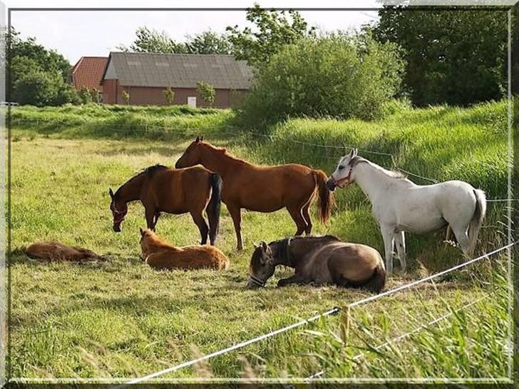 Arabisk fuldblod (OX) Kabir el Azraff  - Farmand Mehdi tager en lur med sine 2 førstefødte. Foto Azraff Arabians billede 4