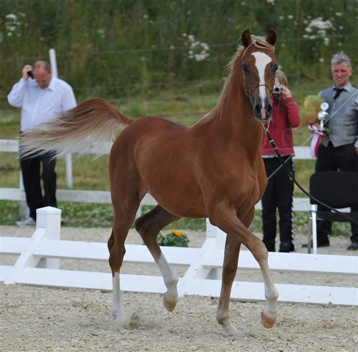 Arabisk fuldblod (OX) Kabir el Azraff  - Kabir el Azraff.. Foto: Jani Pedersen billede 5