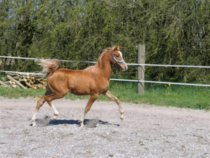Arabisk fuldblod (OX) Kabir el Azraff  - Kabir el Azraff april 09 .. Foto: Zahrah Arabians billede 6