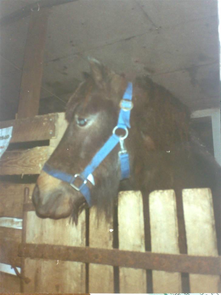 Anden særlig race Samson R.I.P - Samson to år gammel<3 billede 12