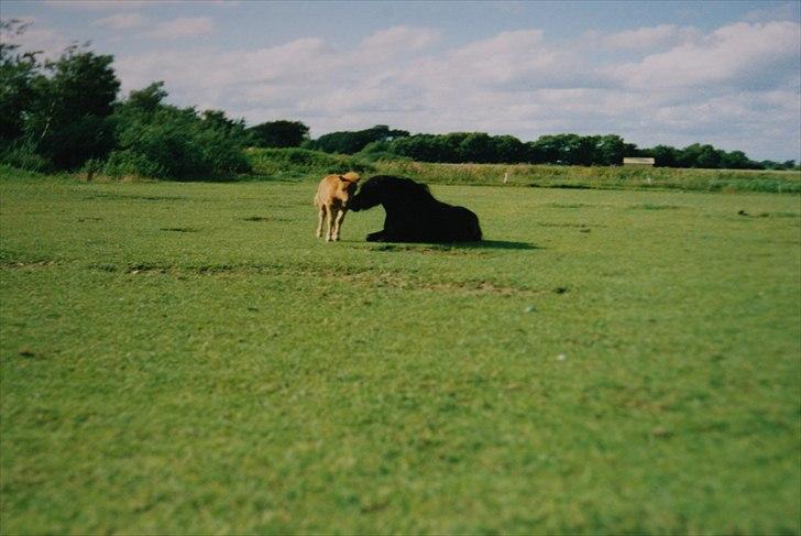Anden særlig race Samson R.I.P - Samson og hans søn Pikachu billede 13