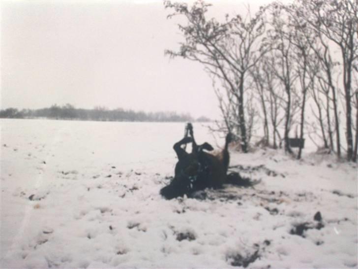 Anden særlig race Samson R.I.P - Uhhh han elskede sne:-) billede 18