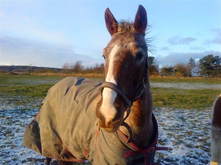 Anden særlig race Baltic Hexia (Solgt) billede 1