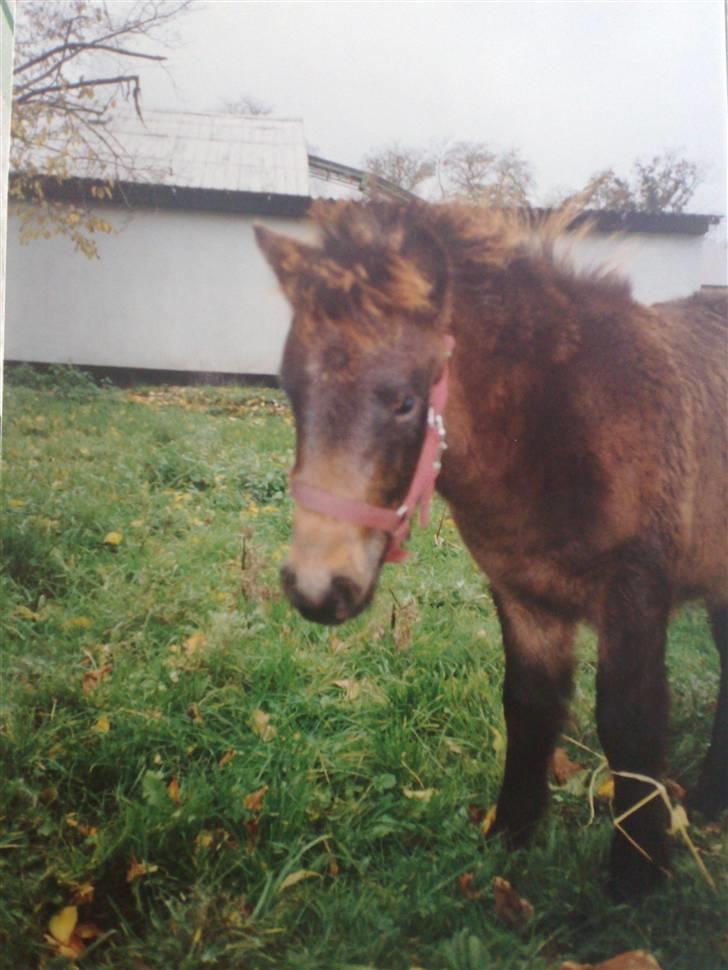 Anden særlig race Samson R.I.P - Samson som baby:-) billede 20