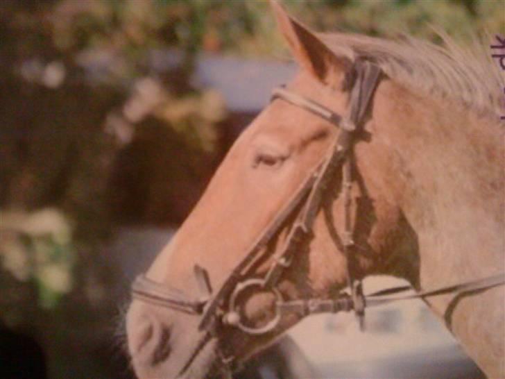 Anden særlig race Baltic Hexia (Solgt) billede 2