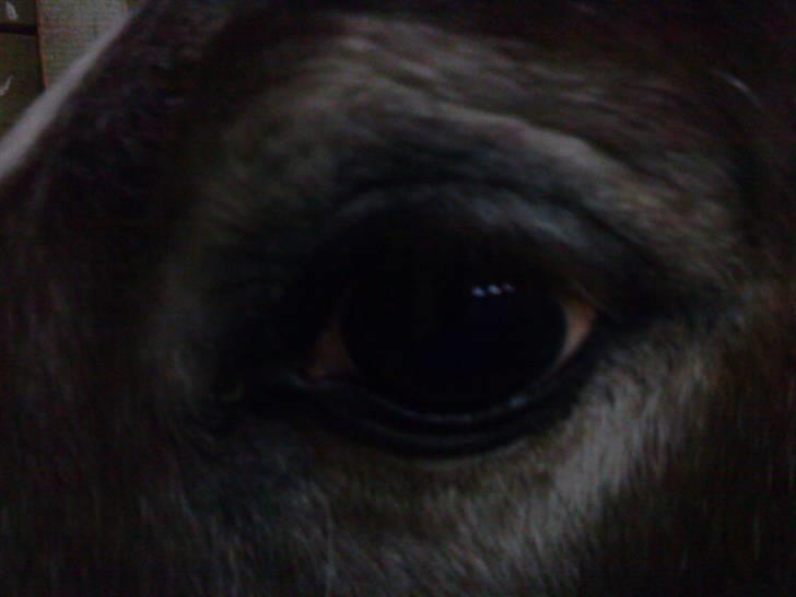 Anden særlig race Baltic Hexia (Solgt) billede 3