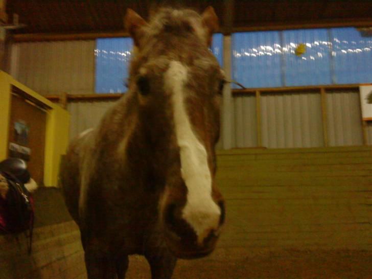 Anden særlig race Baltic Hexia (Solgt) billede 4