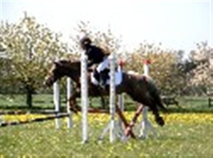 Anden særlig race Baltic Hexia (Solgt) billede 5