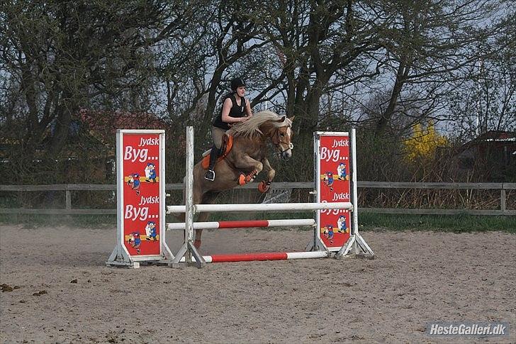 Haflinger santana RH ( Haffe! ) - spring undervisning hos glenn. :) At vove, er at miste fodfæstet et øjeblik - ikke at vove er at miste sig selv billede 3