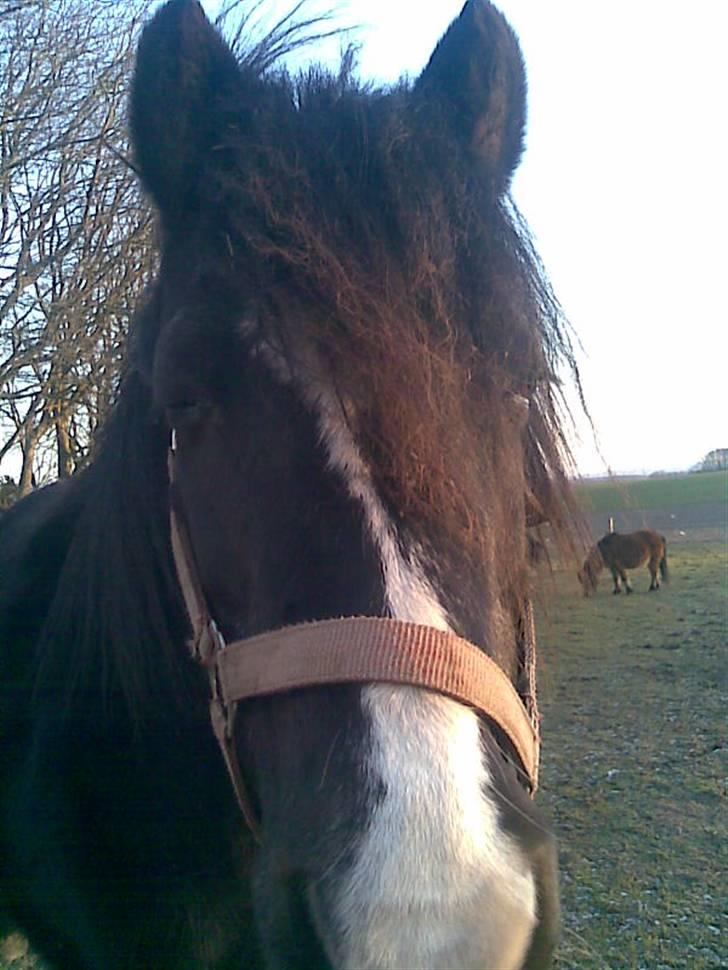 Anden særlig race Bianca billede 1