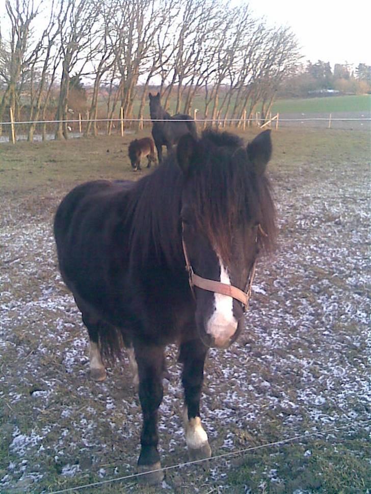 Anden særlig race Bianca billede 2