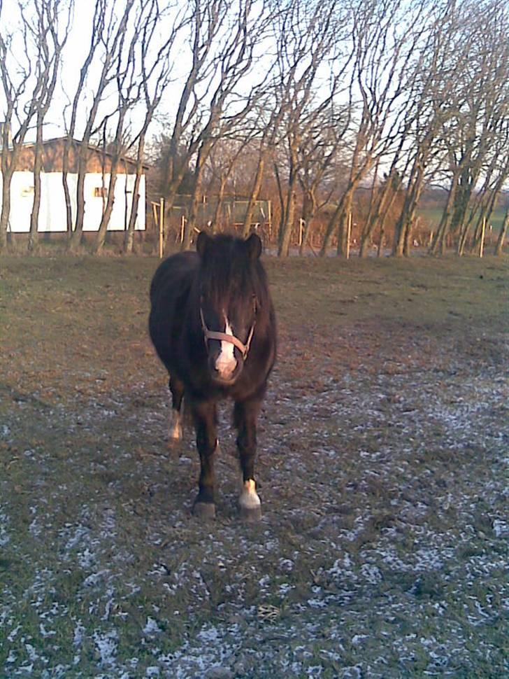 Anden særlig race Bianca billede 3