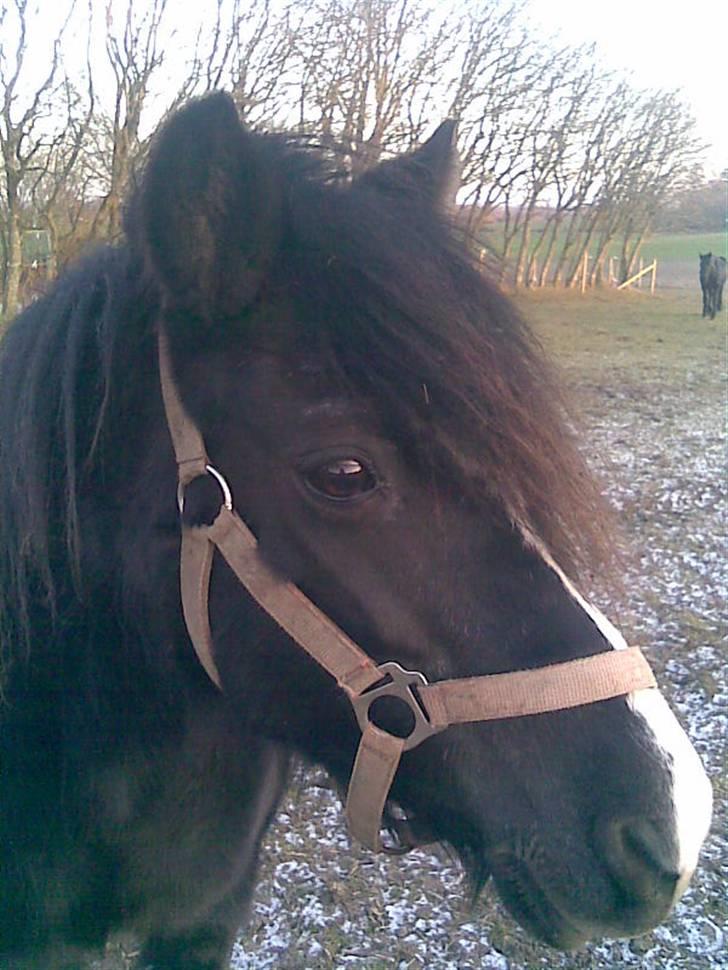 Anden særlig race Bianca billede 4