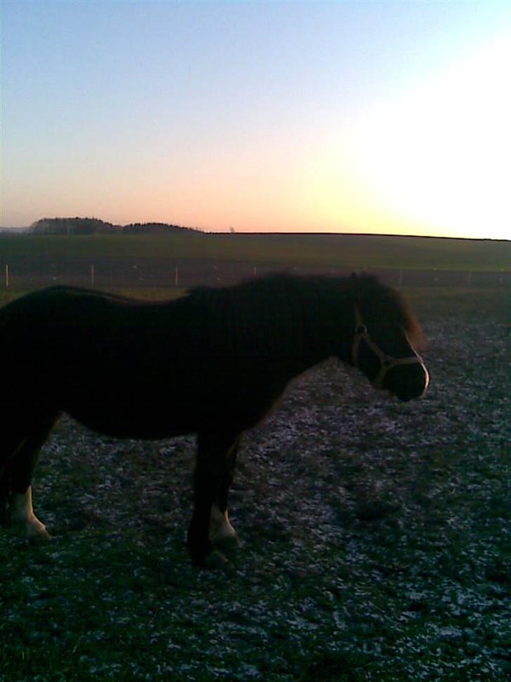 Anden særlig race Bianca billede 5