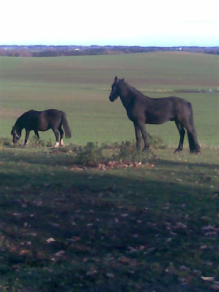 Anden særlig race Bianca - Den dag Bianca kom - her på vores fold sammen med mors hest. billede 6