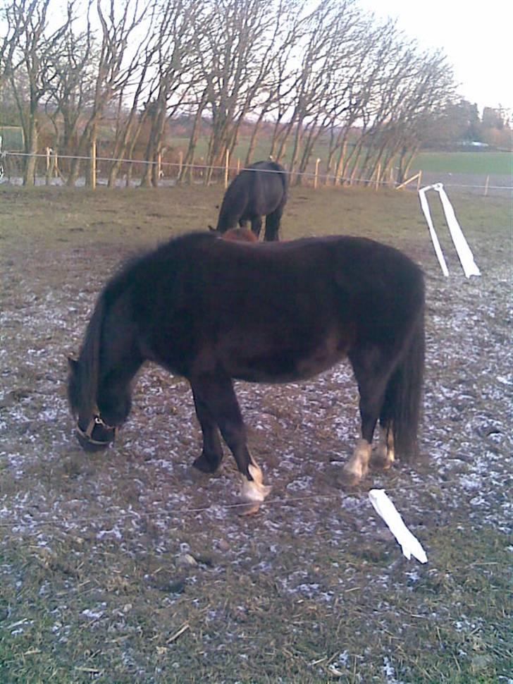 Anden særlig race Bianca billede 7