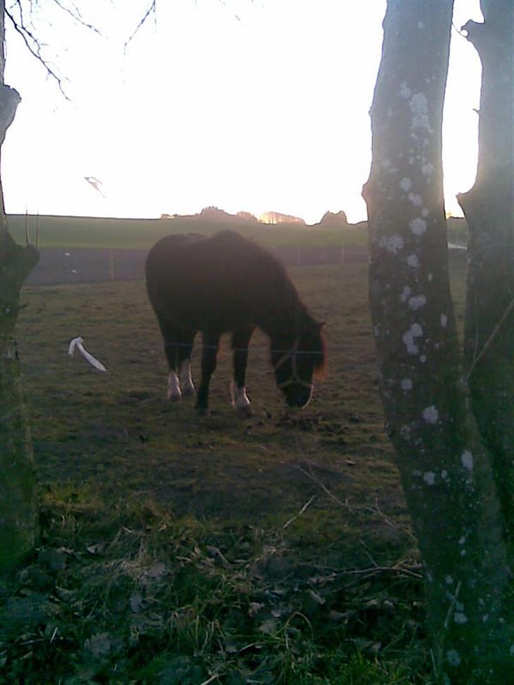 Anden særlig race Bianca billede 8
