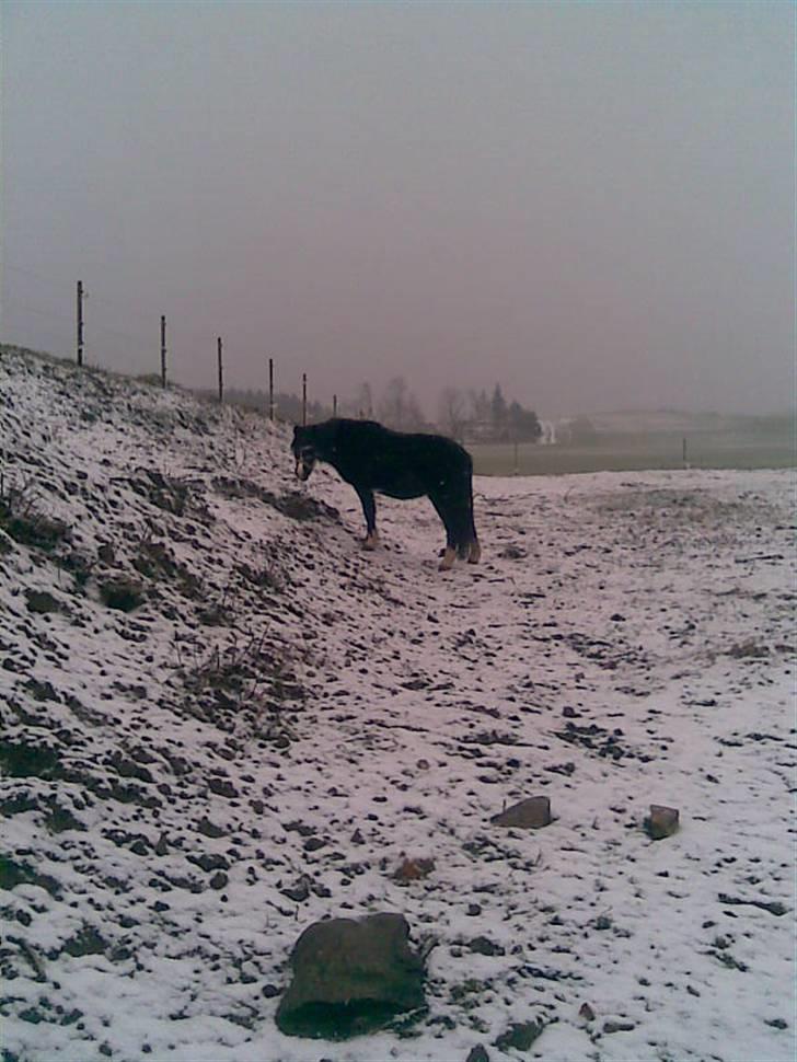Anden særlig race Bianca billede 9