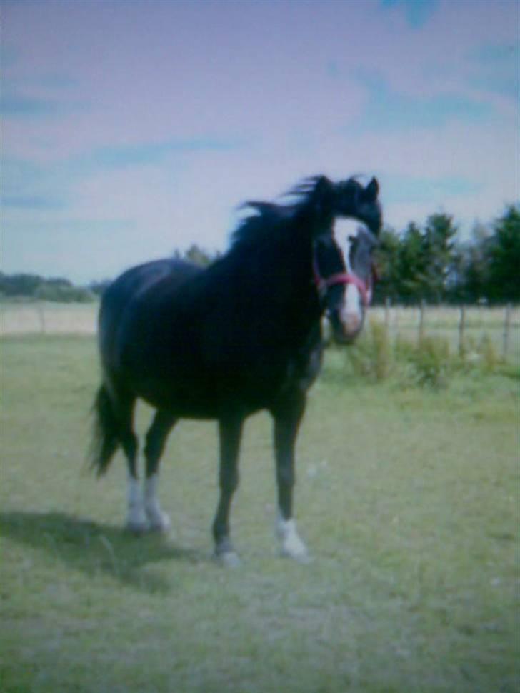 Anden særlig race Bianca billede 10