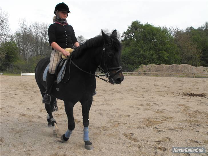New Forest Tornado af højbjerg - <3 billede 12