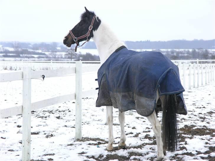 Hollandsk Sportspony Winnietou solgt:`( billede 1