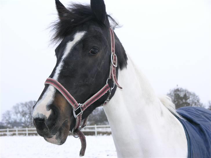 Hollandsk Sportspony Winnietou solgt:`( billede 2