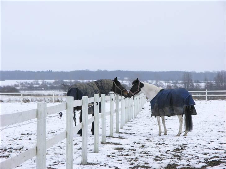 Hollandsk Sportspony Winnietou solgt:`( billede 3