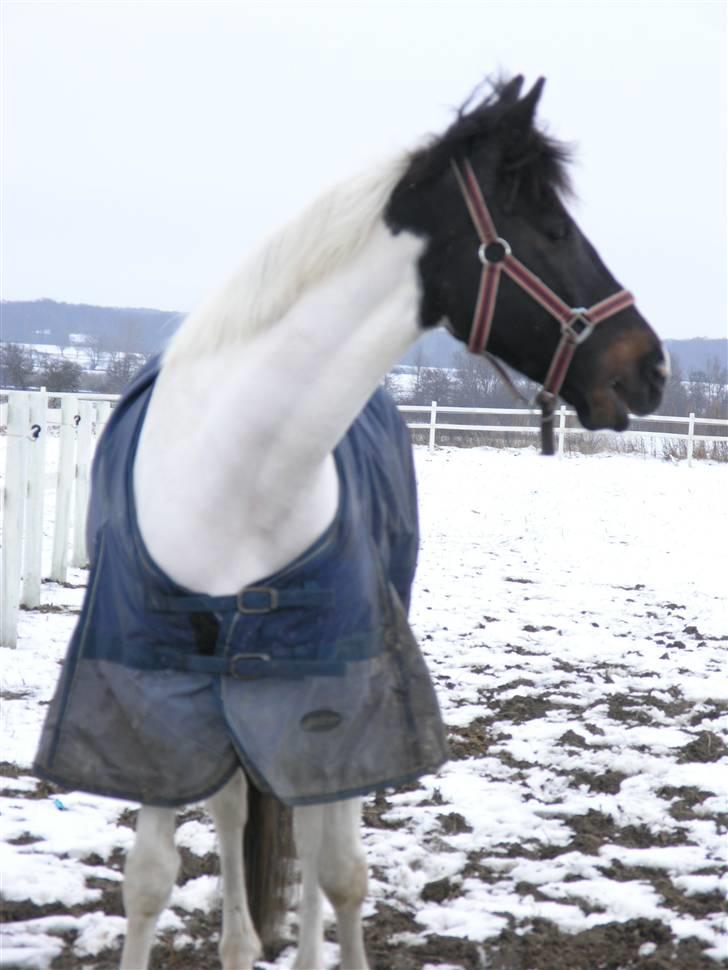 Hollandsk Sportspony Winnietou solgt:`( billede 4