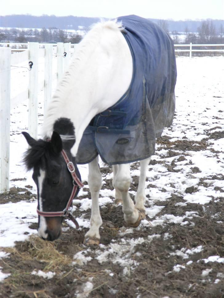 Hollandsk Sportspony Winnietou solgt:`( billede 5