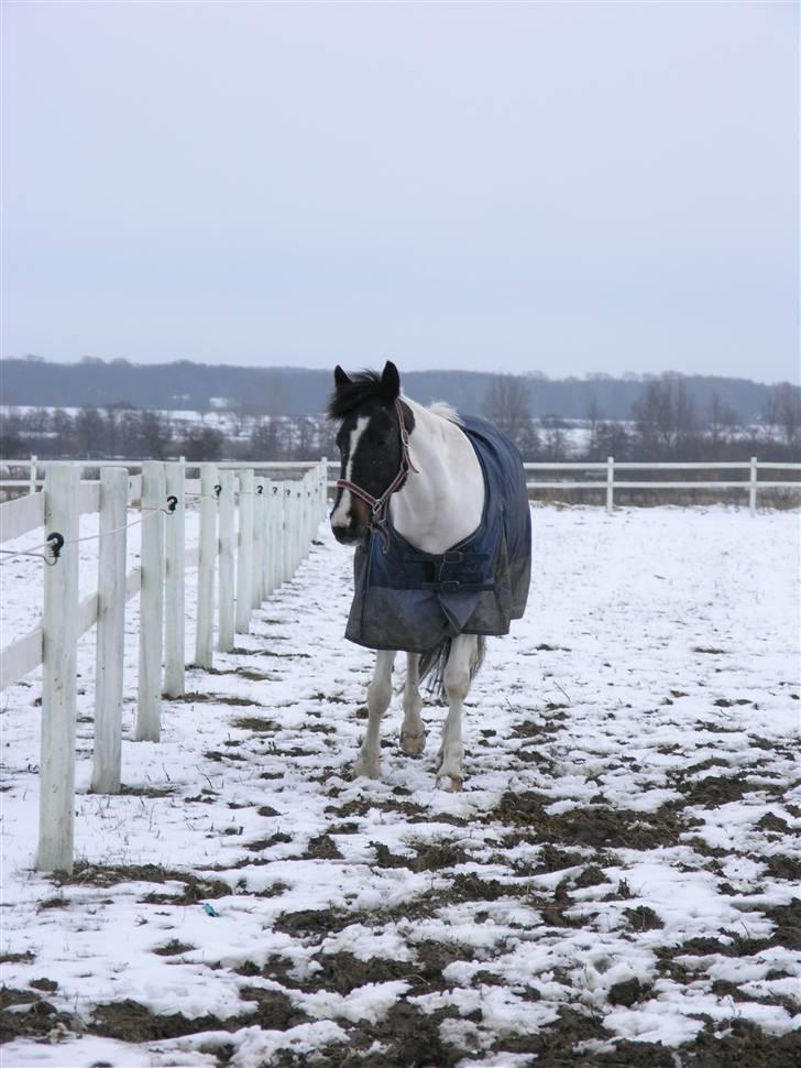 Hollandsk Sportspony Winnietou solgt:`( billede 6