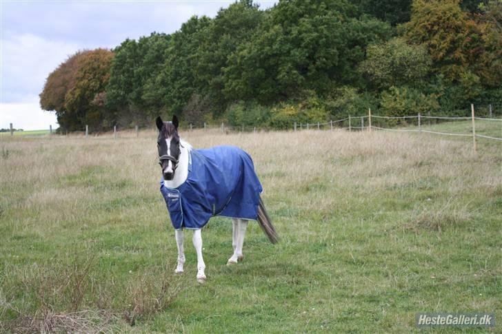 Hollandsk Sportspony Winnietou solgt:`( billede 8