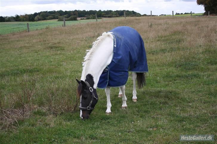 Hollandsk Sportspony Winnietou solgt:`( billede 9