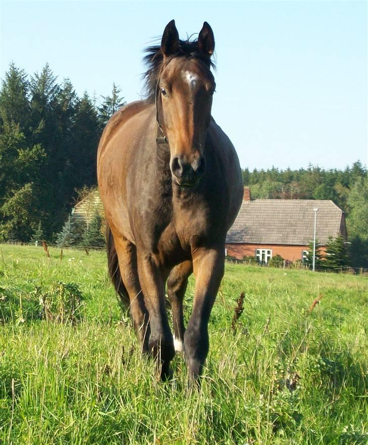 Dansk Varmblod Storåen´s Belondo (SOLGT) - Krammebamsen kommer hen i mod mig.... nice billede 5