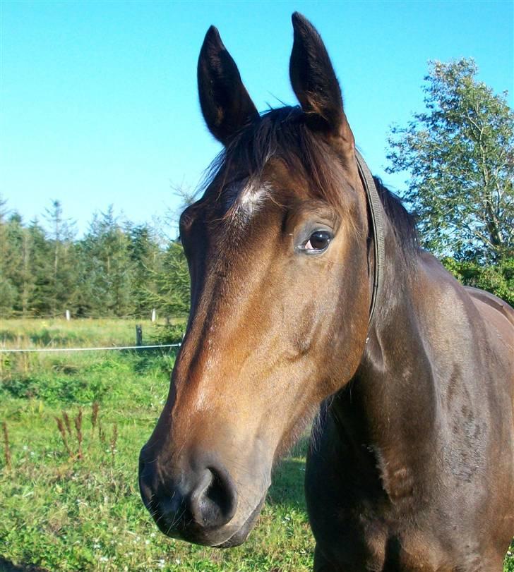 Dansk Varmblod Storåen´s Belondo (SOLGT) billede 8