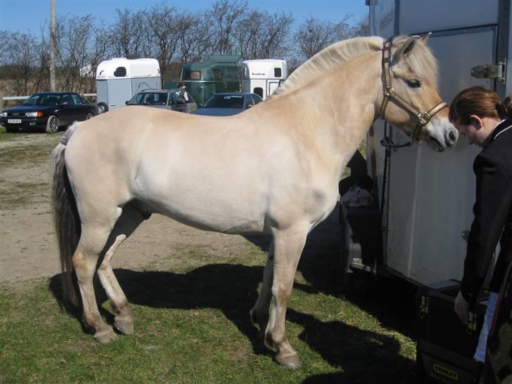 Fjordhest Annasmindes Sylvester billede 7