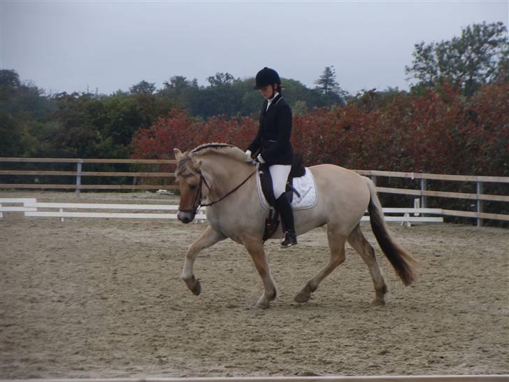 Fjordhest Annasmindes Sylvester billede 10