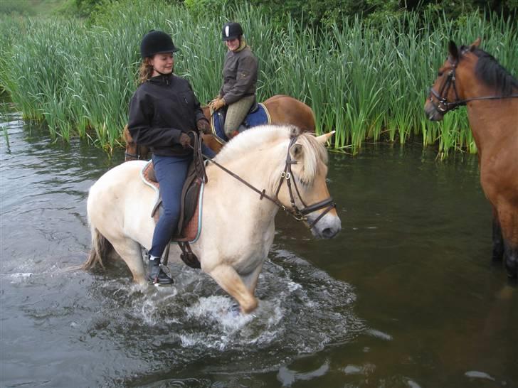 Fjordhest Annasmindes Sylvester billede 11