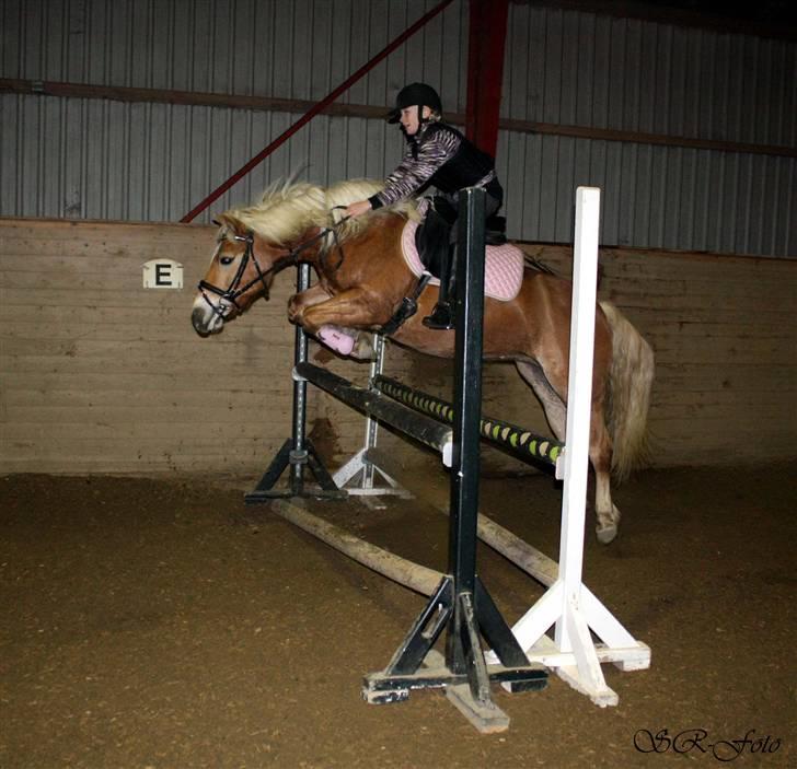 Haflinger stella nova -  SPRIING!! HEHE ( sidder lidt sjovt. &D jeg var slet ikk klar på at hun sprang ..haha!)  foto: SR billede 13